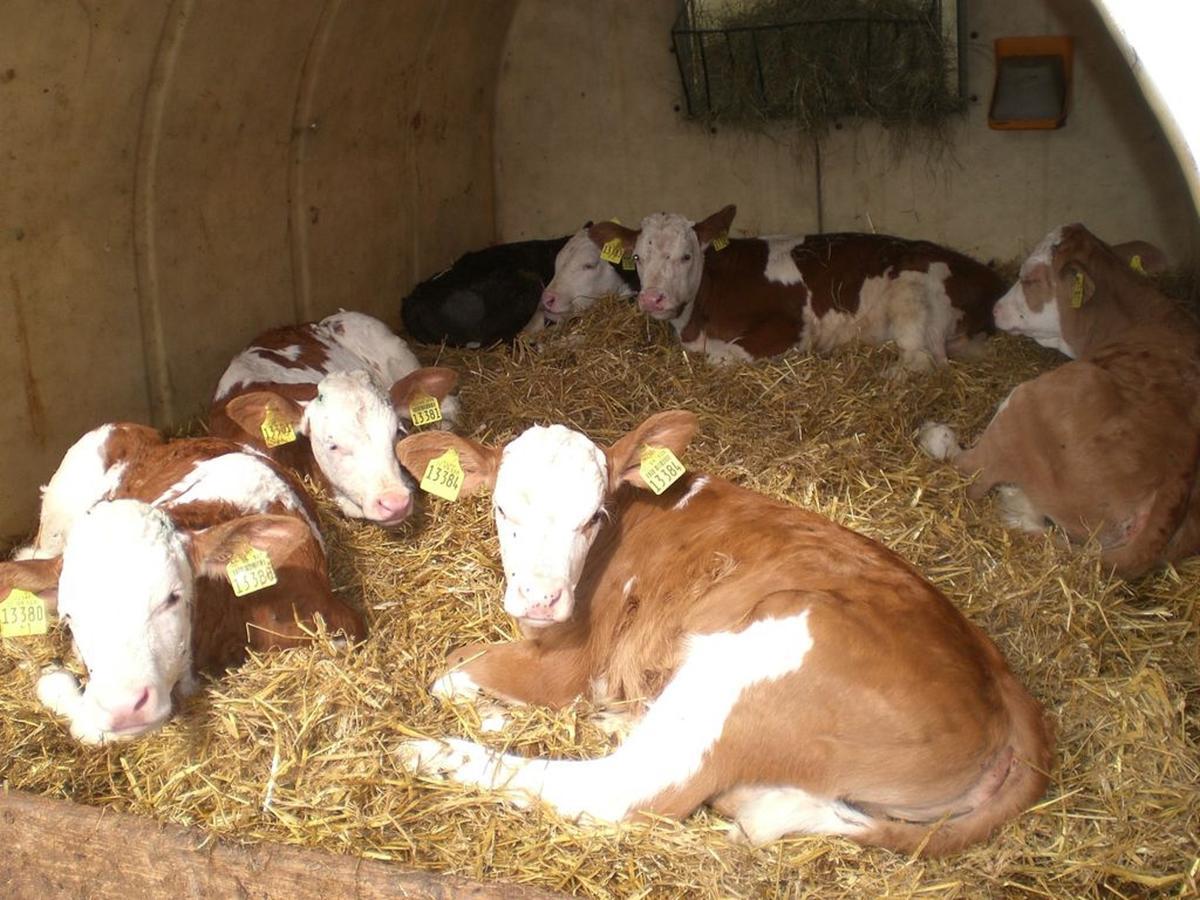 Ferienhof Nirschl Winzer Esterno foto